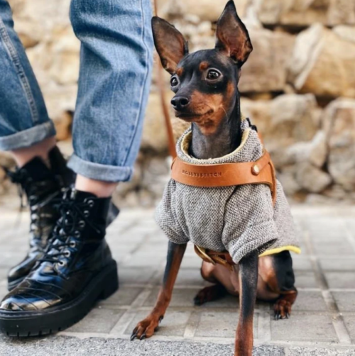 Molly-Stitch-Fettleder-Hundegeschirr-cognac-gold-Image.png