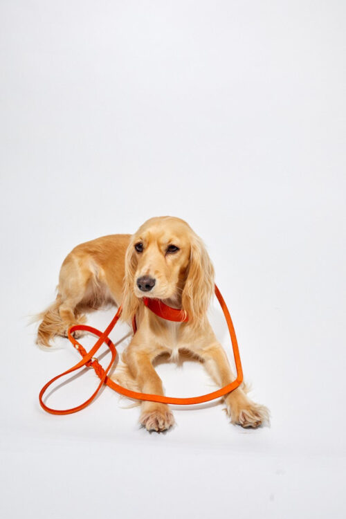 Molly and Stitch Fettleder Hundehalsband mango gold2