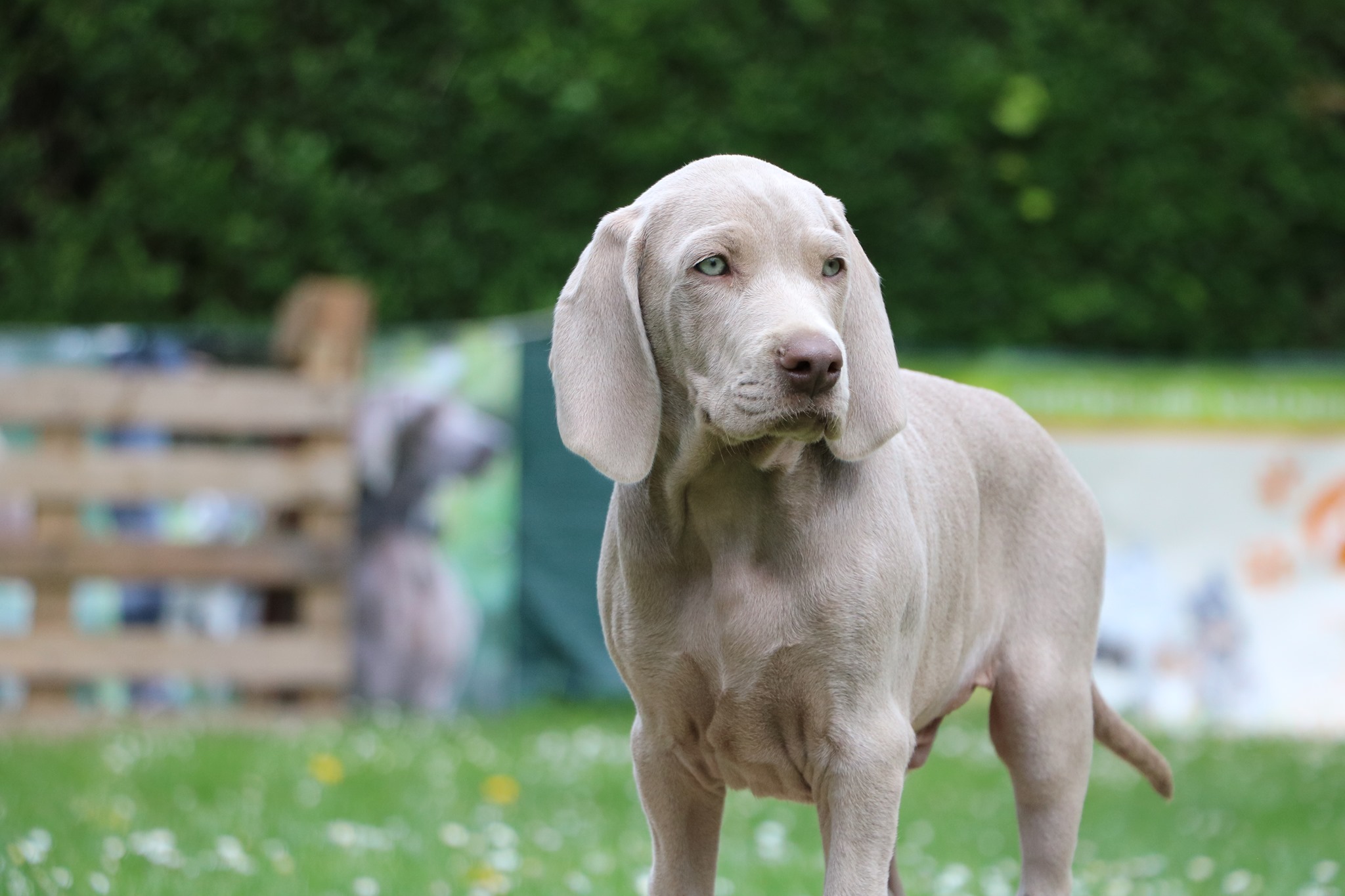Jagdlich geführter Welpenkurs Hundeschule Dumfort