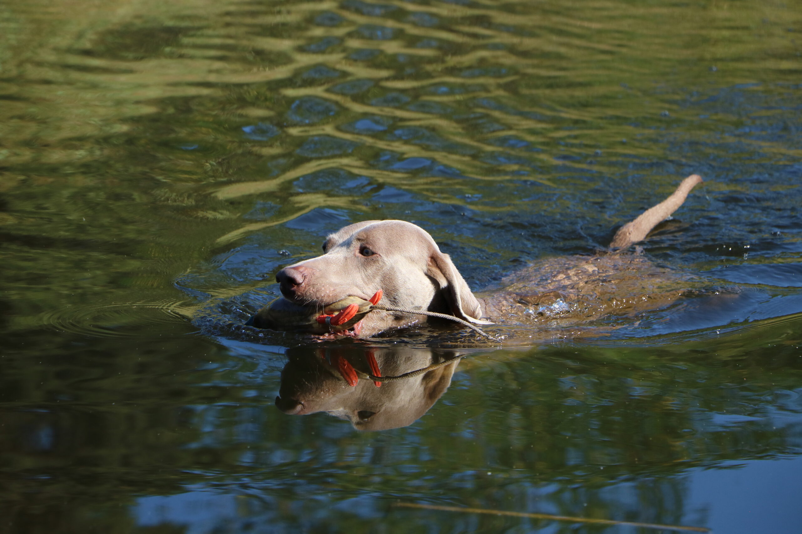 Jaghund Wassertraining